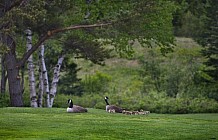 Geese and chicks