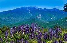 Purple Lupines