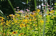 Summer Garden Flowers