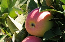 Apple harvest