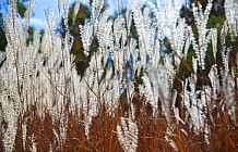 Ornamental Grass