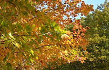 Fall Foliage And River