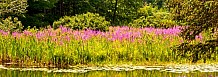 Pond flowers