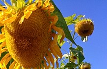 Sunflower patch