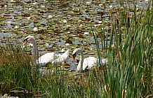 White Swans On Lily Pond