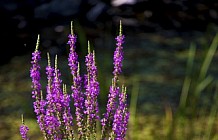 Summer flowers