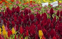 Red and Yellow Garden Flowers