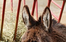 Donkey On A Farm