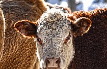 Cow On Farm