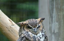 Long-Eared Owl