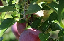 Apple harvest