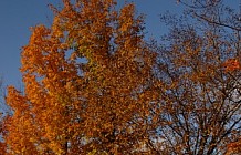 Autumn Gazebo