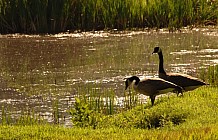 Canada Geese