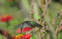 Hummingbird And Zinnias