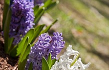 Spring flowers