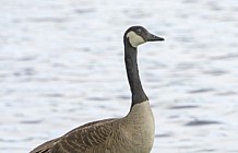 Mother goose and chicks