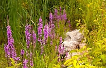 Pond flowers