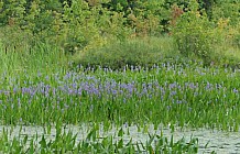 Marsh With Pickerel Weed