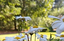 Daisies