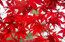 Red Leaves