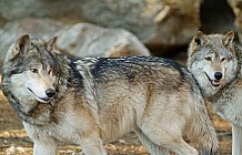 Two Gray Wolves