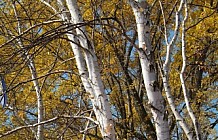 Autumn Birch Trees