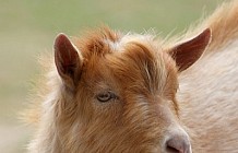 Brown Goat