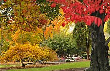 Autumn In A Park