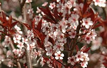 Crabapple Blossoms