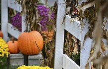 Fall Displays