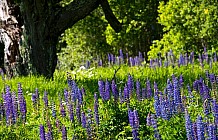 Purple Lupines