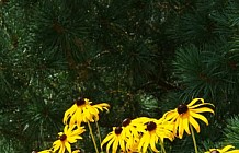 Black Eyed Susans