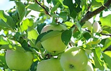 Apple harvest