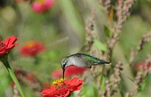 Hummingbird And Zinnias