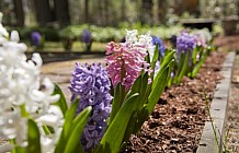 Spring flowers