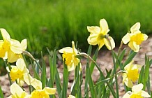 Daffodils and Grape Hyacinth