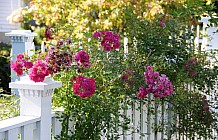 Pink Flowers On White Fence