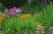 Summer Garden Flowers