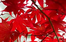 Red Leaves