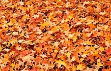 Fall Leaves