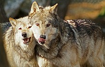 Two Gray Wolves
