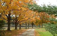 Scenic Footpath