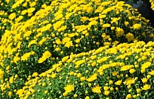 Yellow Mums