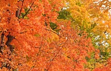 Autumn In A Park