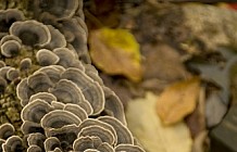 Fungus On Tree Bark