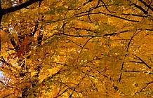 beautiful colors