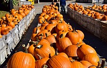 fall bounty